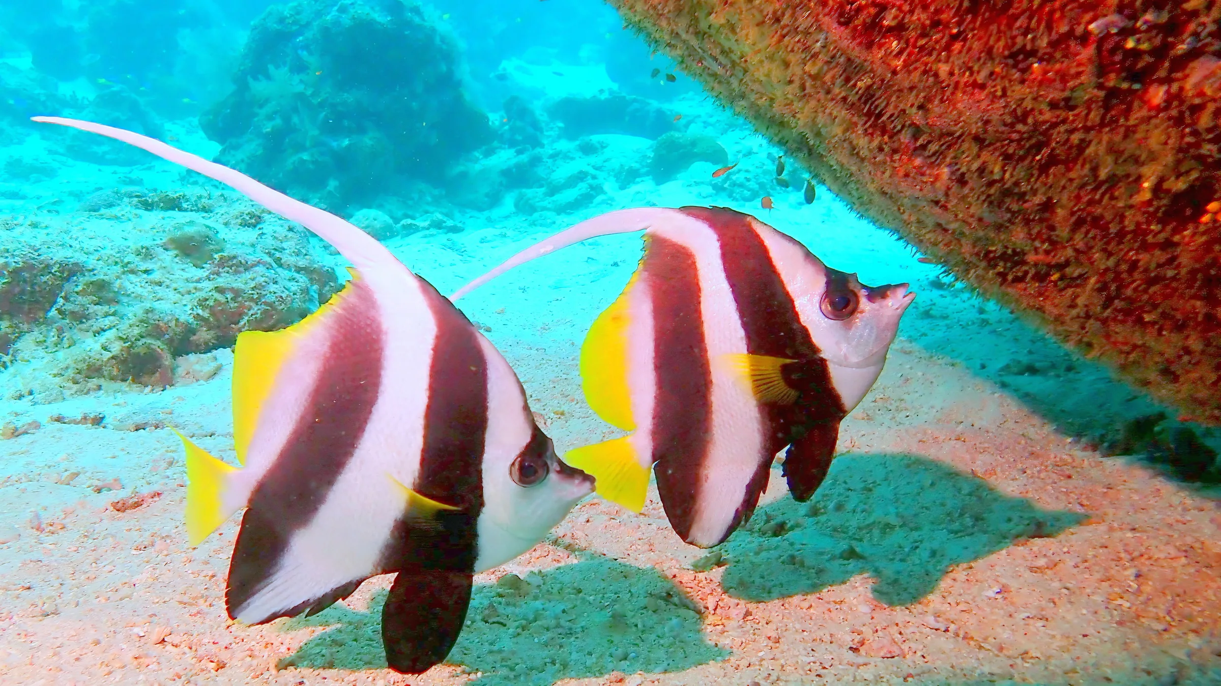 Sipadan, Mabul and Kapalai underwater photograph, 2023