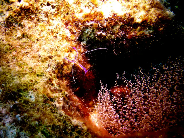 Underwater photograph by Joel Bergsma