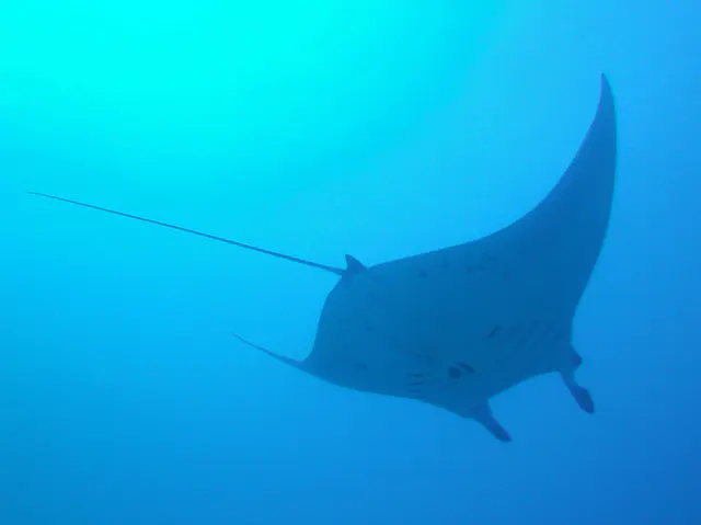Manta Ray