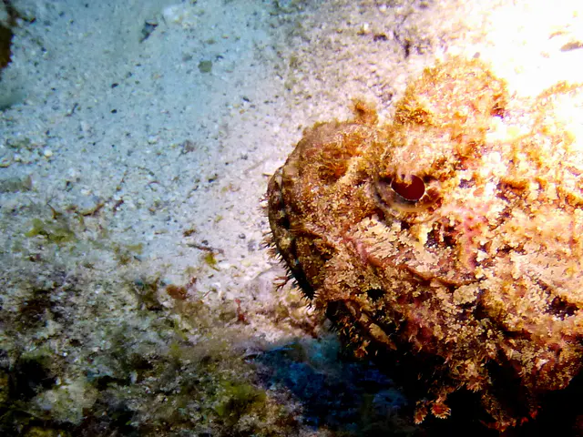 Underwater photograph by Joel Bergsma