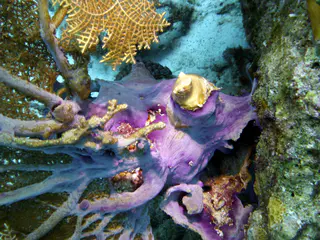Underwater photograph by Joel Bergsma
