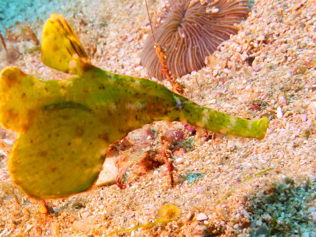 Underwater photograph by Joel Bergsma