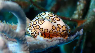 Underwater photograph by Joel Bergsma