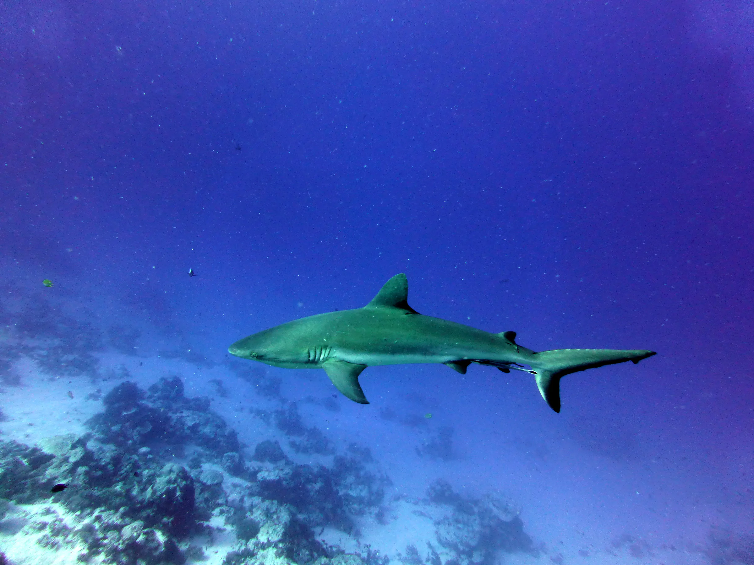Shark, Palau, 2013