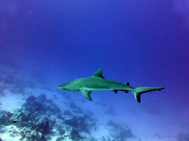 Underwater photograph by Joel Bergsma