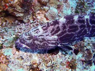 Goliath Grouper