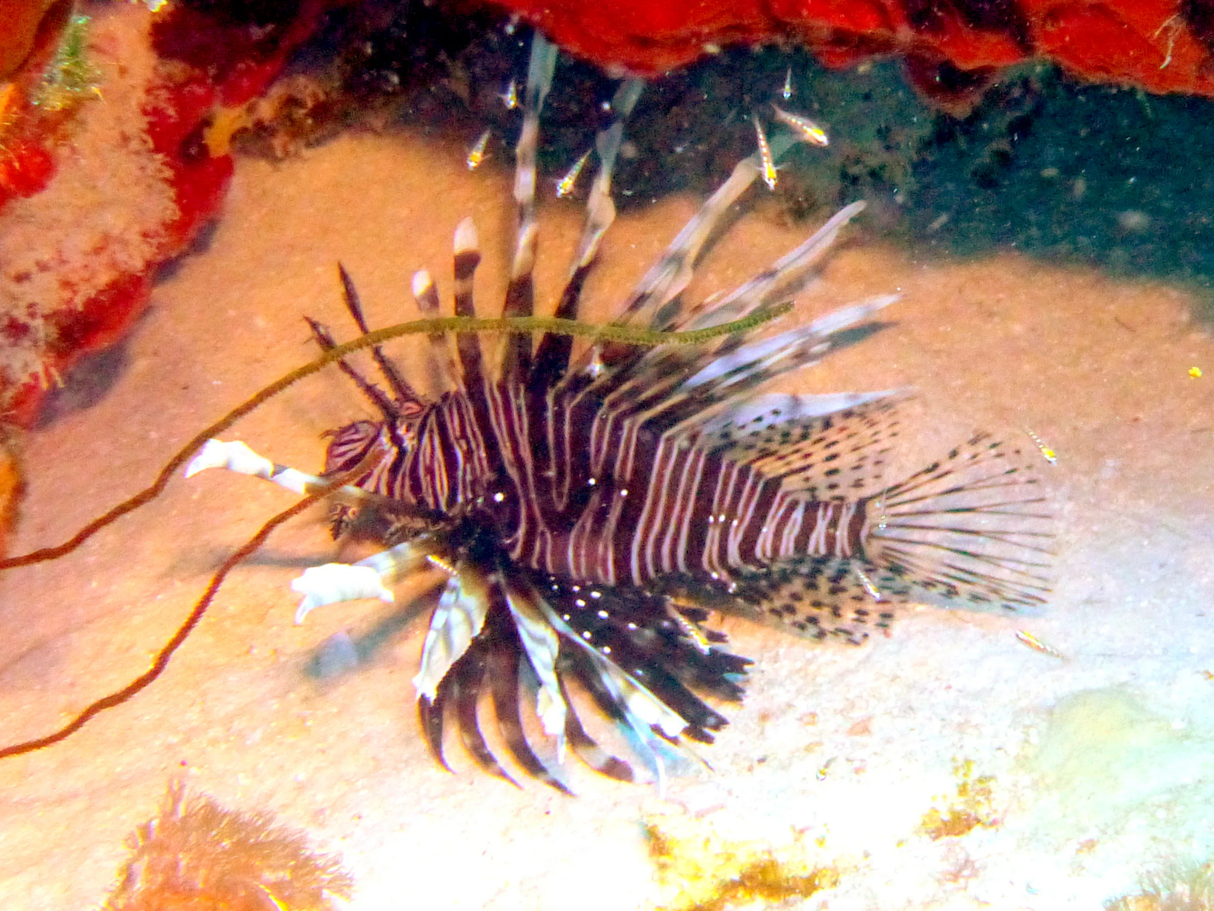 Lionfish, Bonaire, 2013