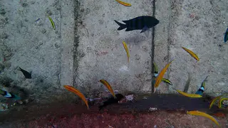 Wrasse feed on Seargant Major's eggs