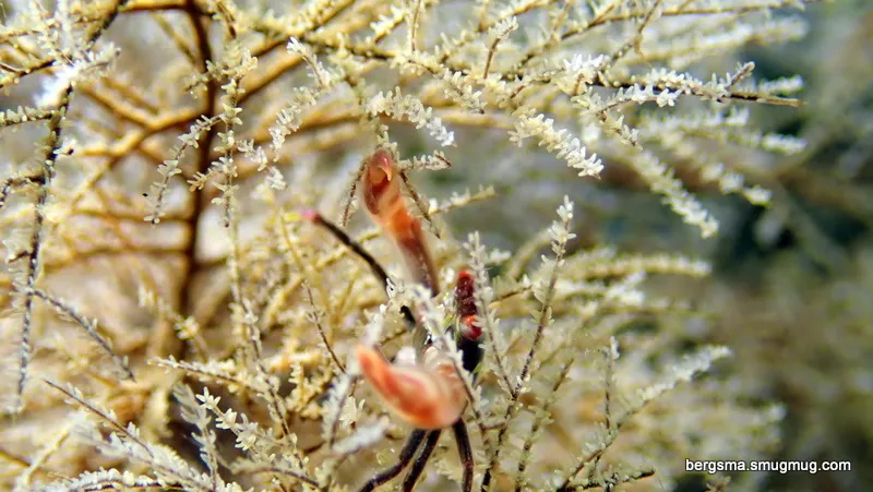 Philippines underwater photograph, 2019