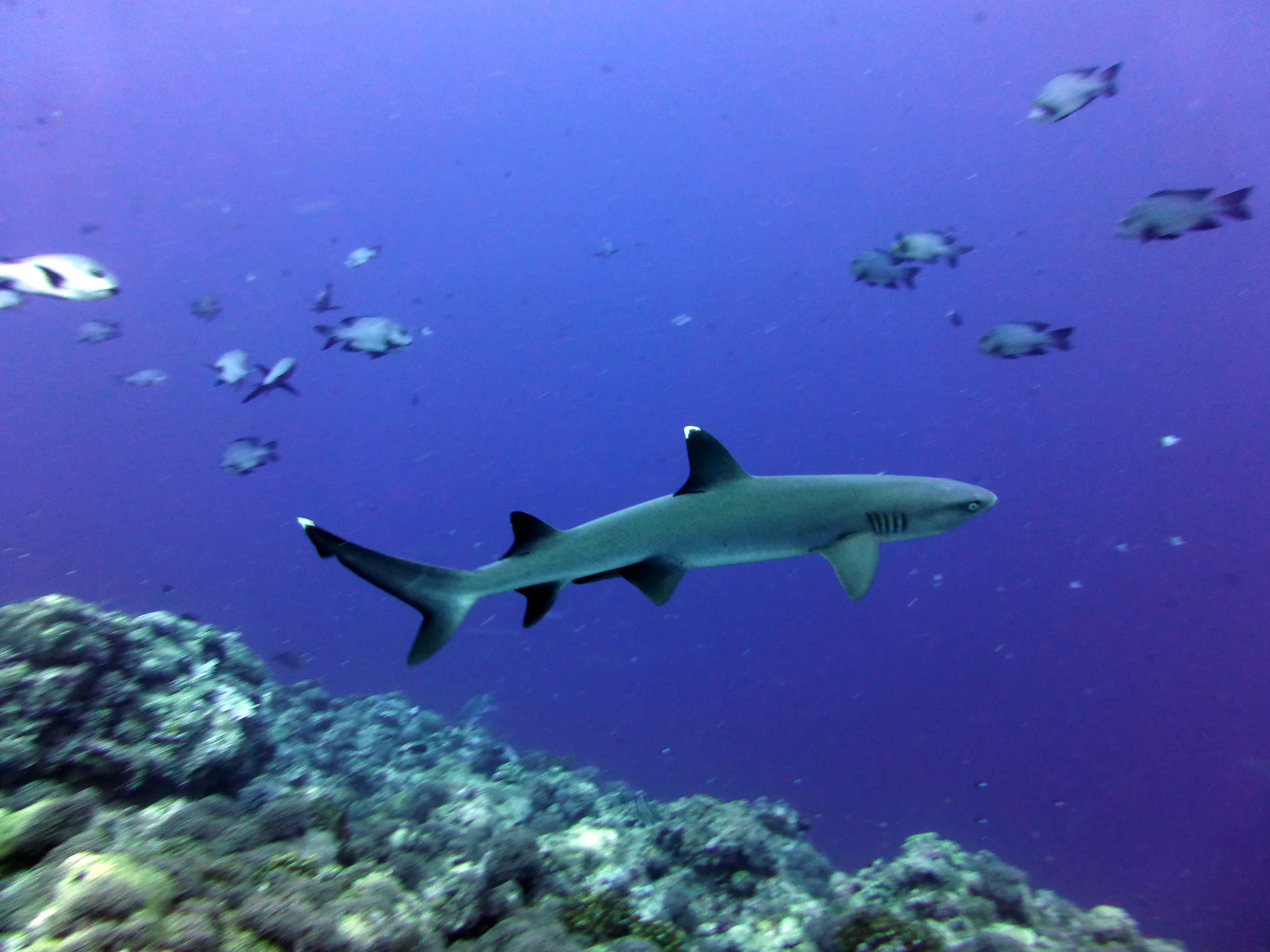 Shark, Palau, 2013