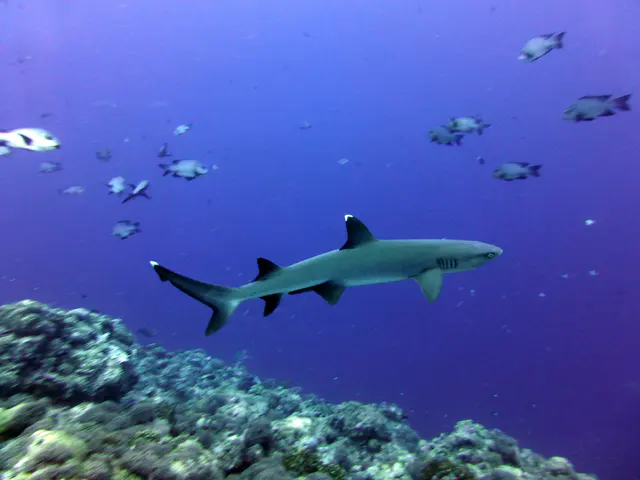 Underwater photograph by Joel Bergsma