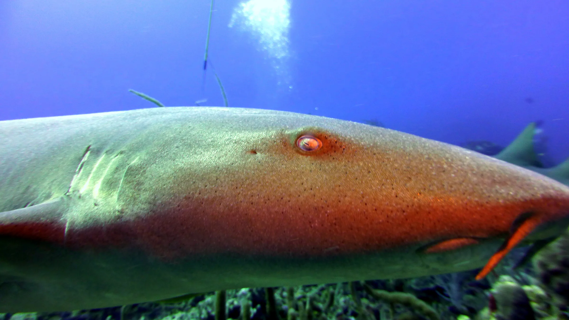Nurse Shark