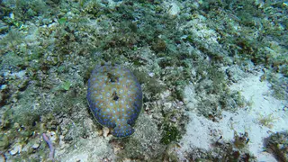 Underwater photograph by Joel Bergsma