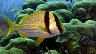Underwater photograph by Joel Bergsma