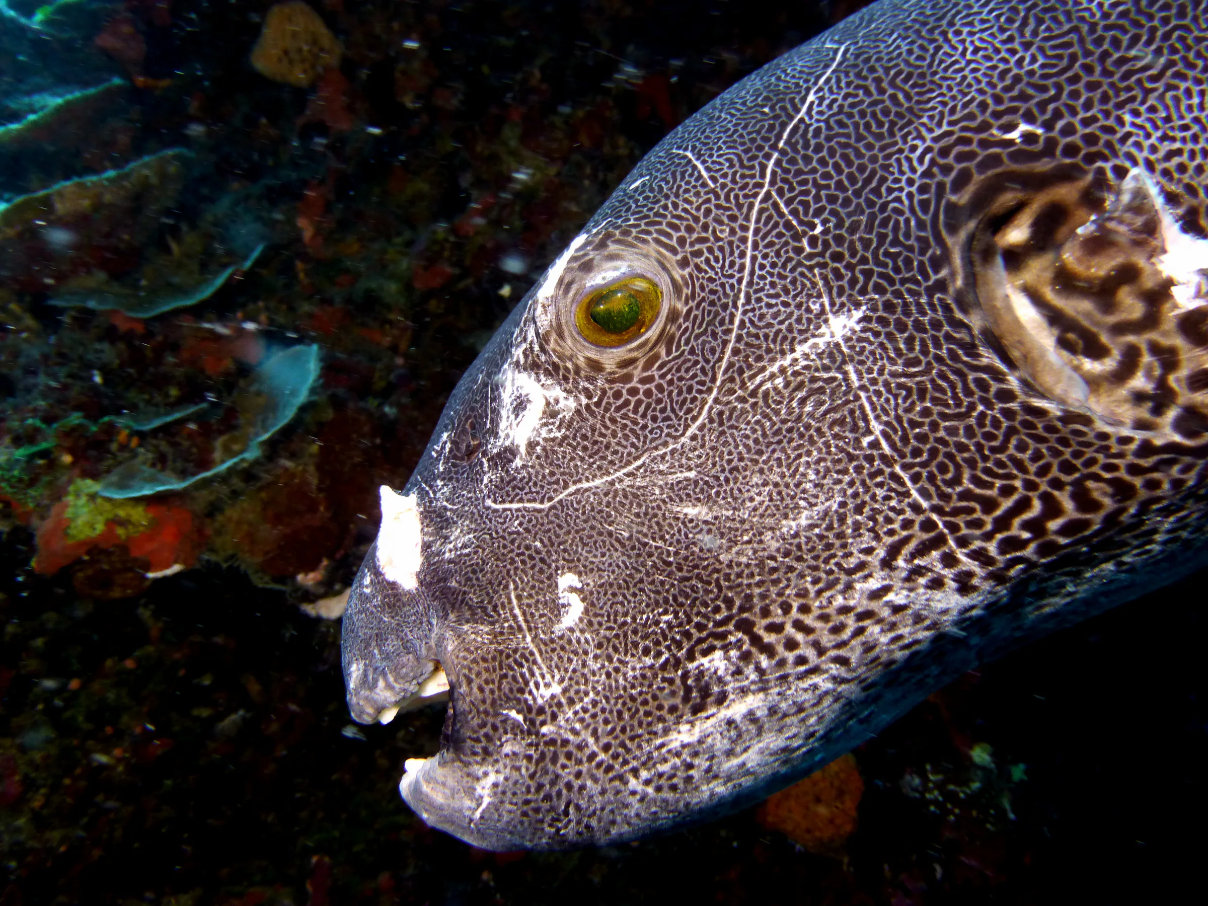 Palau underwater photograph, 2016