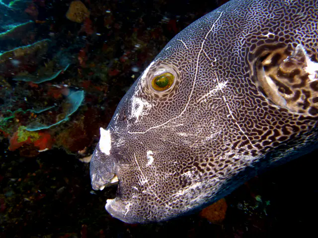 Underwater photograph by Joel Bergsma