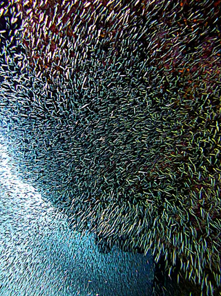Underwater photograph by Joel Bergsma