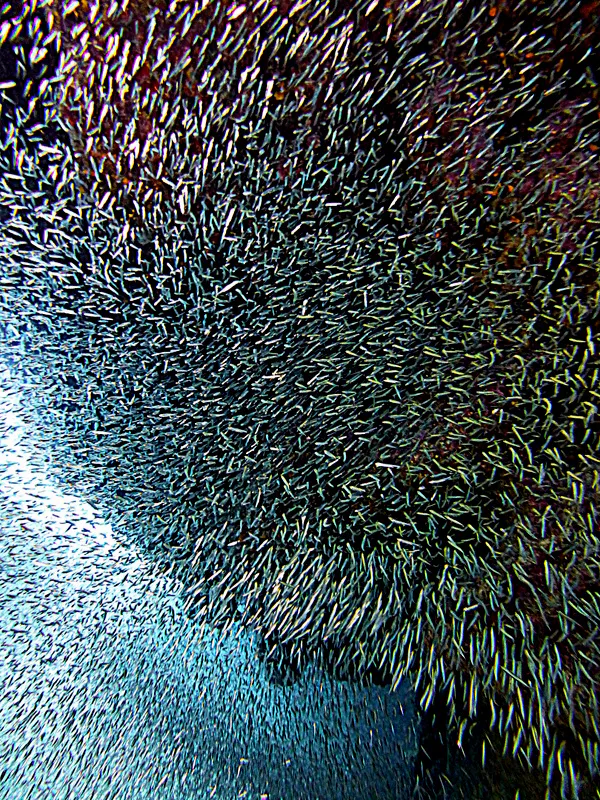 Silversides, Cayman Islands, 2014