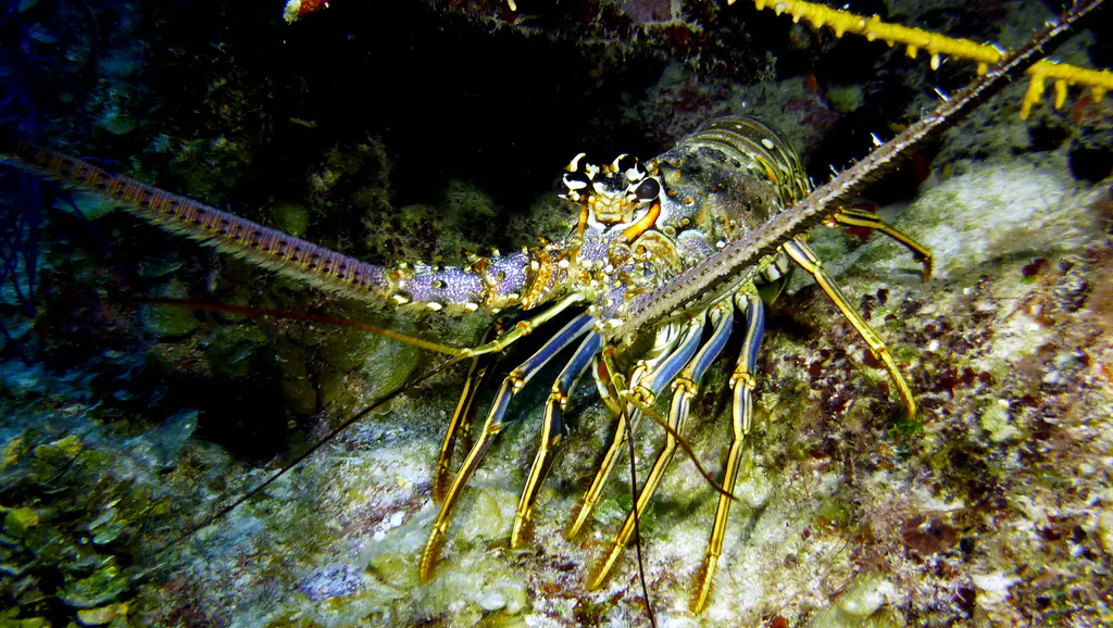 Underwater photograph by Joel Bergsma