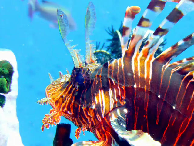 Underwater photograph by Joel Bergsma