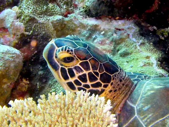 Underwater photograph by Joel Bergsma