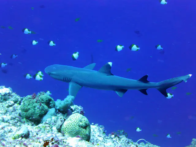 Underwater photograph by Joel Bergsma