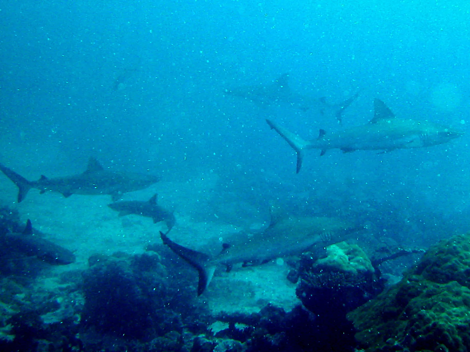 Six reef sharks schooling in close proximity.