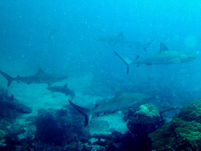 Six reef sharks schooling in close proximity.
