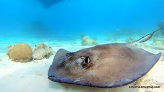Underwater photograph by Joel Bergsma