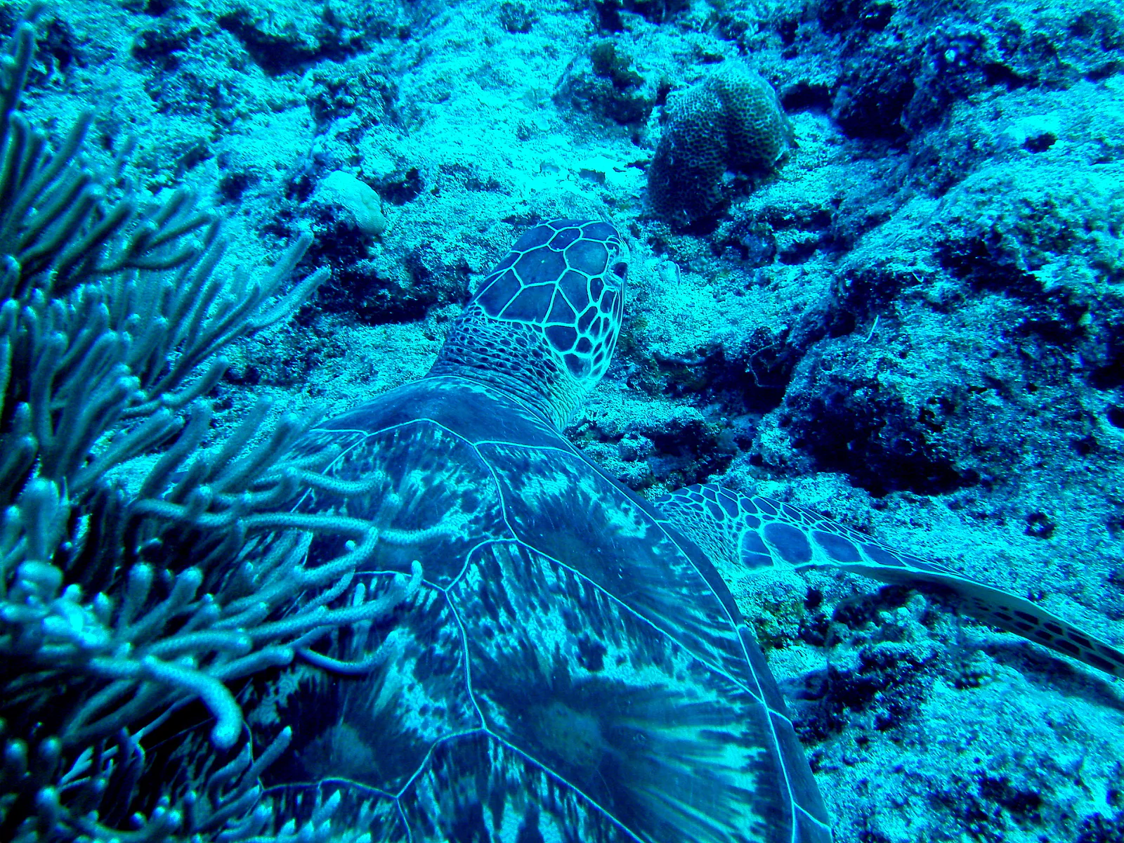 Green sea turtle.