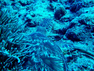 Green sea turtle.