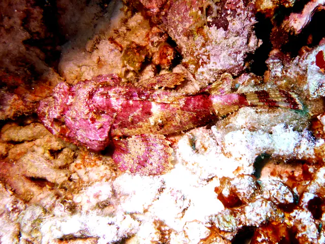 Underwater photograph by Joel Bergsma