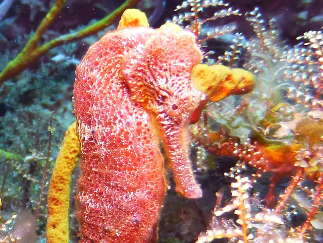 Underwater photograph by Joel Bergsma