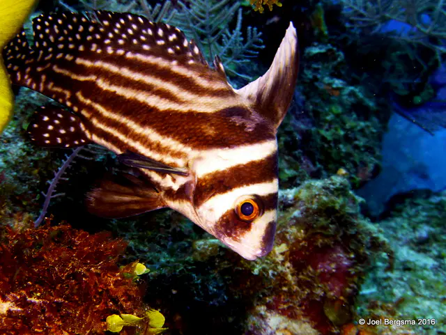 Underwater photograph by Joel Bergsma