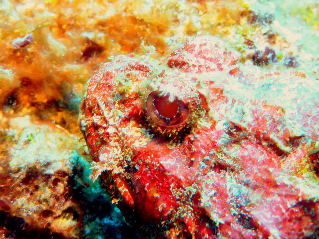 Underwater photograph by Joel Bergsma