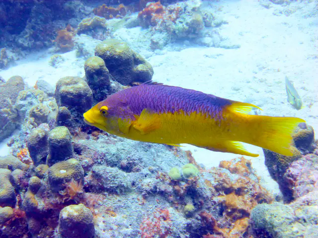 Underwater photograph by Joel Bergsma