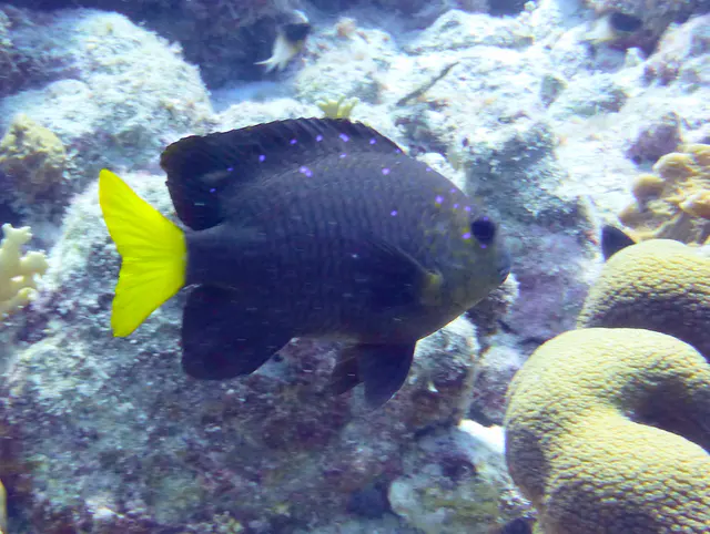 Underwater photograph by Joel Bergsma