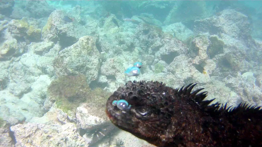 Marine Iguana exhaling some of its air while swimming underwater. This photo was taken with my Intova Sport HD, a camera similar to the Go Pro.