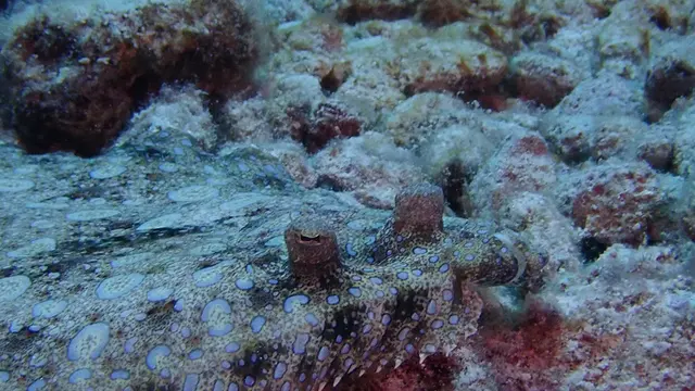 Flounder