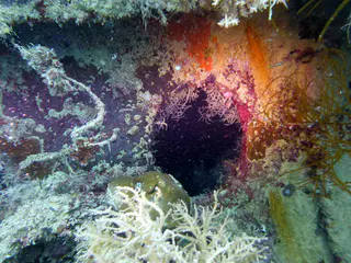 Underwater photograph by Joel Bergsma