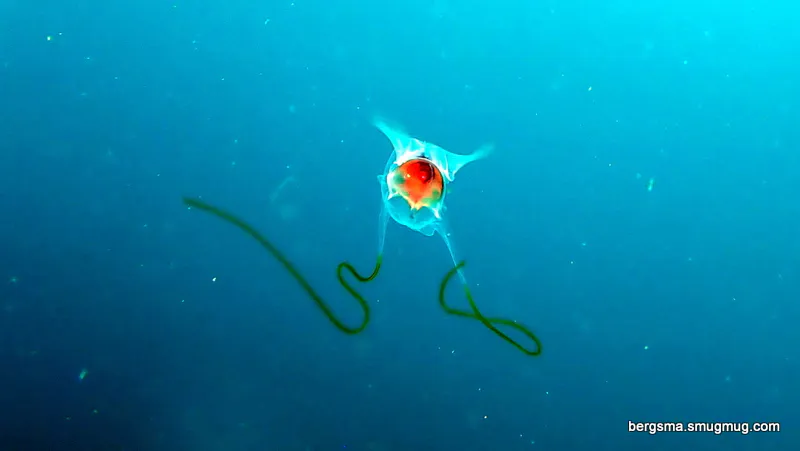Philippines underwater photograph, 2019