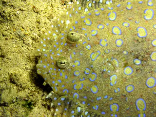 Underwater photograph by Joel Bergsma