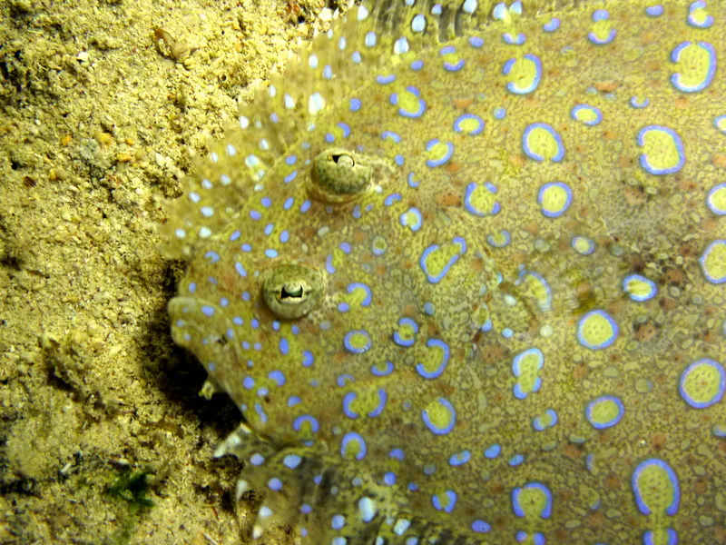 Peacock Flounder, Cayman Islands, 2014