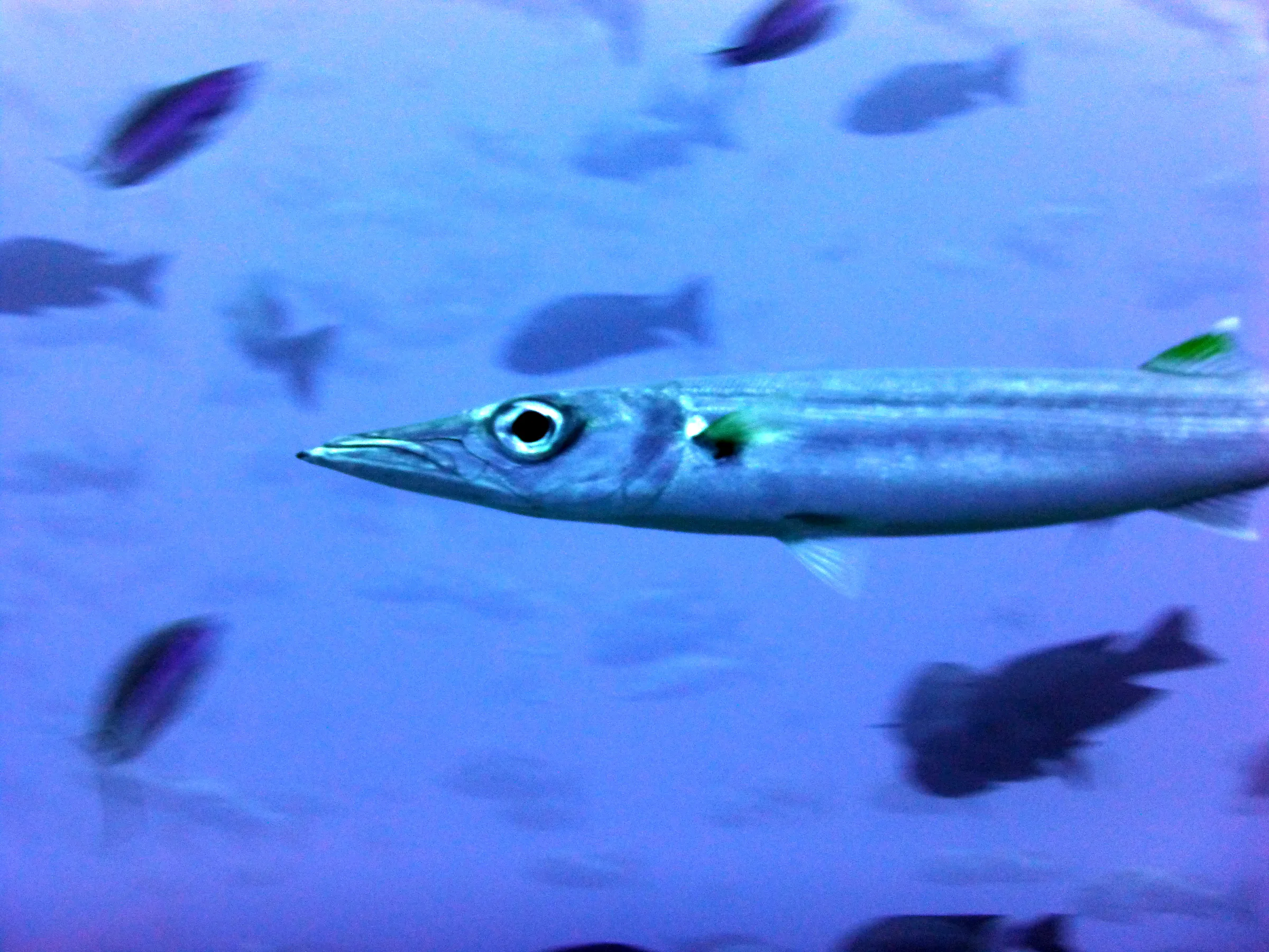 Barracuda, Palau, 2013