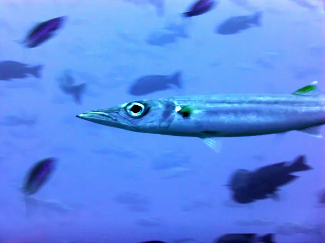 Underwater photograph by Joel Bergsma