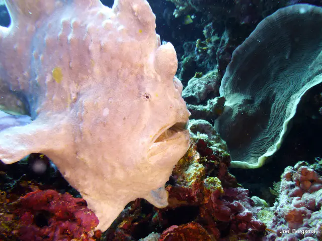Underwater photograph by Joel Bergsma