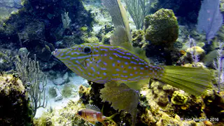 Underwater photograph by Joel Bergsma