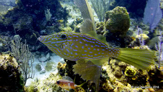 Underwater photograph by Joel Bergsma