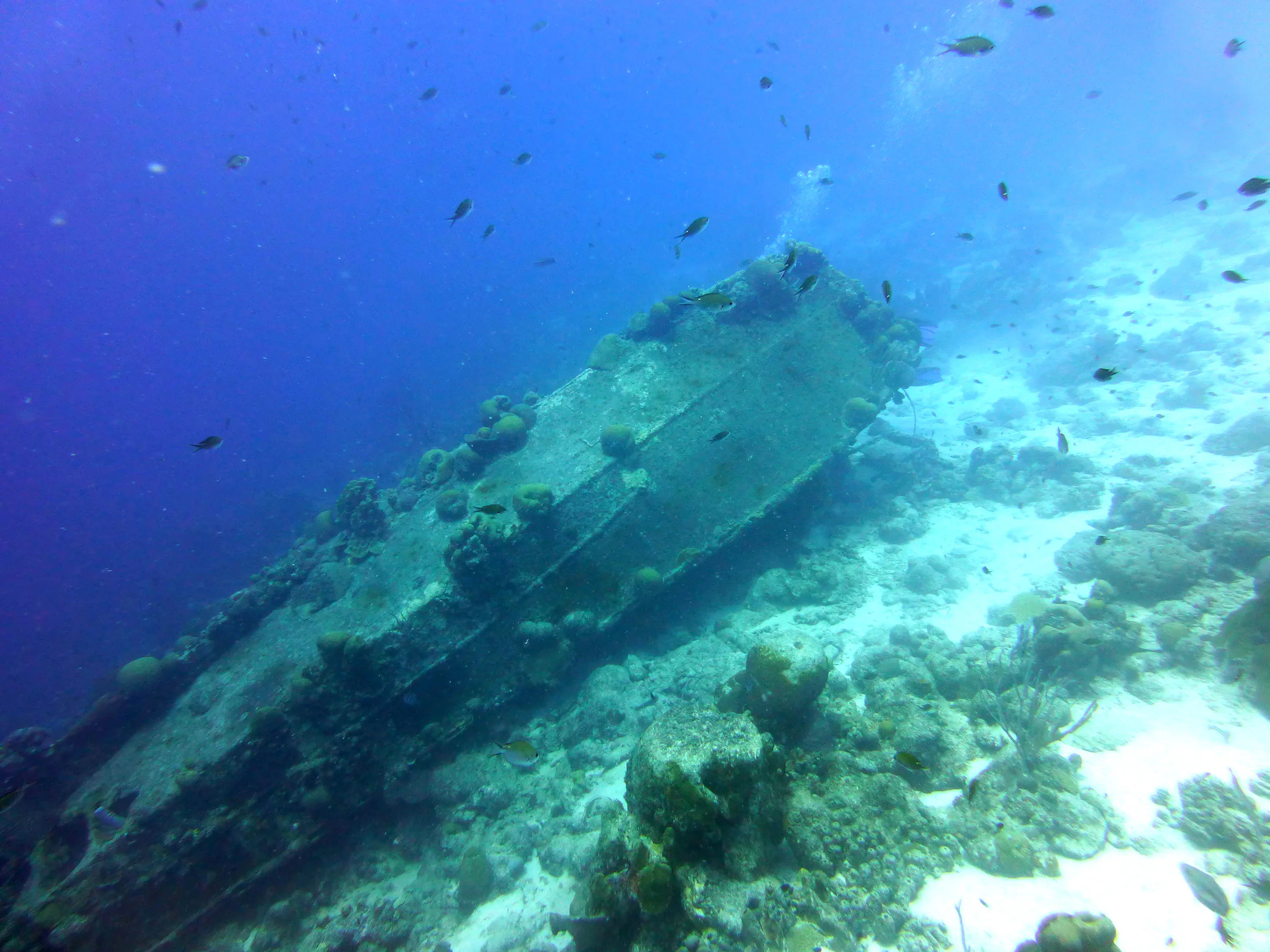 Bonaire underwater photograph, 2013