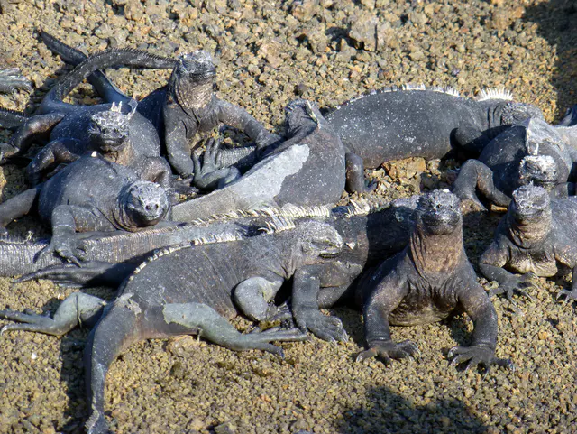 Marine iguanas.